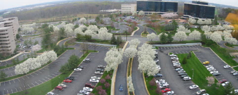 2003 April 10 Blossoming Pear Trees Marriott Greenbelt